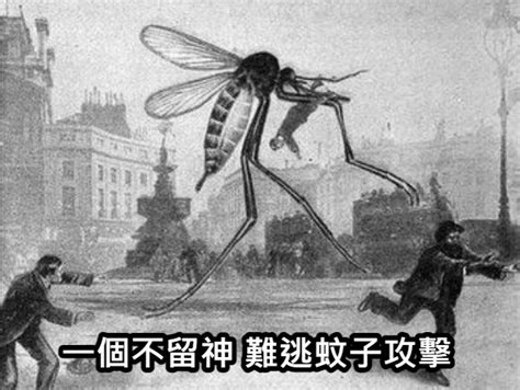 作本 輝介 蚊子梗圖